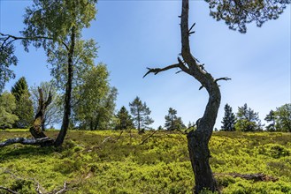 Niedersfelder Bergheide, high heath, Neuer Hagen nature reserve, landscape on the Langenberg, near