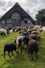 Stable for Heidschnucken sheep, in the Lüneburg Heath nature reserve, Lower Saxony, Germany, Europe