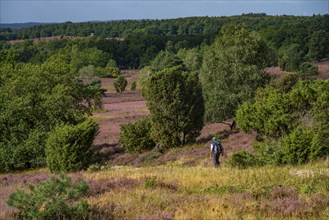 Flowering heath, heather and juniper bushes, near Wilseder Berg, in the Lüneburg Heath nature