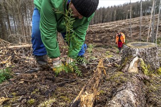 Reforestation in the Arnsberg Forest near Warstein-Sichtigvor, Soest district, forestry workers