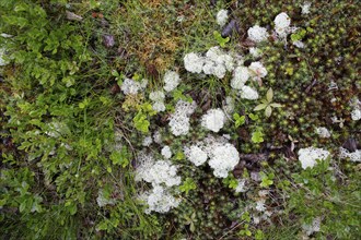 Reindeer lichen (Cladonia rangiferina), patches, mosses, nature photograph, Tynset, Innlandet,