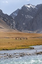 Rider in mountain landscape with yellow meadows, river Kol Suu and mountain peaks with glacier,