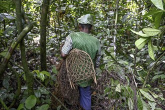 Pygmy of the Baka or BaAka people with his traps and hunting nets in the forest, Dzanga-Sangha