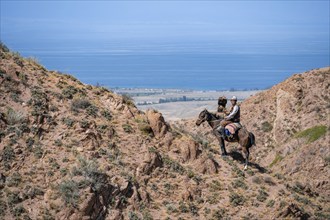 Traditional Kyrgyz eagle hunter with eagle in the mountains, hunting on horseback in front of dry