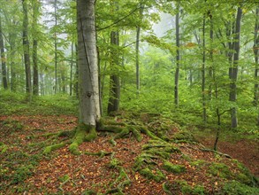 Near-natural beech forest with morning mist, old beech, roots covered with moss, Sanspareil rock