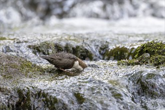 White-throated Dipper (Cinclus cinclus), foraging in a torrent by diving underwater,