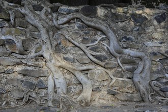 Amhara region, near Gondar, Gonder, aerial roots of the woody figs at the Fasilida's moated castle,