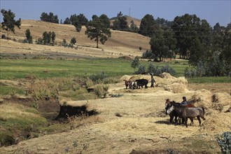 In the highlands of Abyssinia, in the Semien Mountains, Semien Mountains, field work, threshing