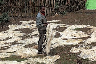 In the south of the country, farmers lay agave fibres in the sun to dry, sisal, the fibres from the