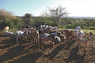 Southern Ethiopia, Omo region, herd of cattle in a wadi, Ethiopia, Africa