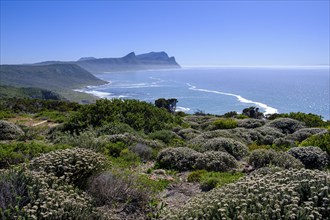 Cape Point Nature Reserve, Cape Point, Cape of Good Hope, Cape Peninsula, Western Cape, South