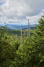 Vegetation with Norway spruce (Picea abies) on Mount Lusen in late summer, Bavarian Forest,