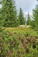 Vegetation with Norway spruce (Picea abies) and colored European blueberry (Vaccinium myrtillus) on