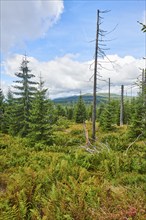 Vegetation with Norway spruce (Picea abies) and colored European blueberry (Vaccinium myrtillus) on