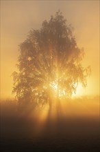 Warty birch (Betula pendula), morning mist, at sunrise, Lower Saxony, Germany, Europe