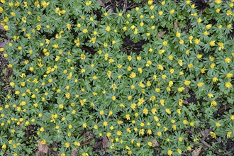 Winter aconites (Eranthis) in bloom in the forest, Mecklenburg-Western Pomerania, Germany, Europe