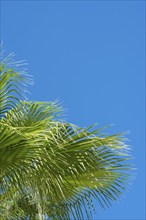 Green palm leaves against a clear blue sky on a sunny day, sunlit palm leaves in fan shape, mexican