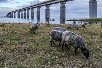 Sheep grazing under the Öland Bridge (Ölandsbron) in the evening light, Kalmar, Kalmar län, Sweden,