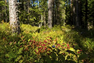 European blueberry (Vaccinium myrtillus), blueberries, Finland, Europe