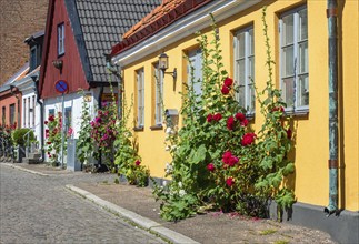 Old houses with roses on a tiny street in the small town of Ystad, Skåne county, Sweden,