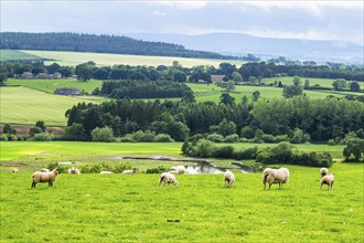 Sheeps on Farms in Yorkshire Dales National Park, North Yorkshire, England, United Kingdom, Europe