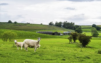 Sheeps and Farms in Yorkshire Dales National Park, North Yorkshire, England, United Kingdom, Europe