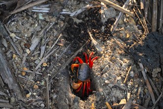 Harlequin crab (Cardisoma armatum), Manuel Antonio National Park, Puntarenas district, Costa Rica,