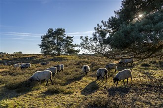 Herd of Heidschnucken, sheep grazing in the Westruper Heide, in the Hohe Mark Westmünsterland