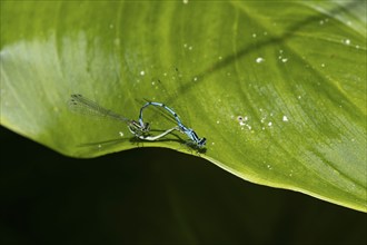 Common blue damselfly (Enallagma cyathigerum) two adult insects mating on a garden Lily leaf,