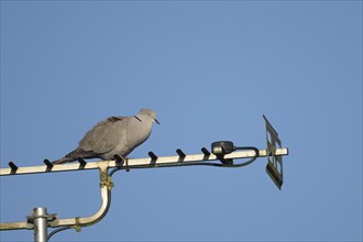 Collard dove (Streptopelia decaocto) adult bird sleeping on an urban television aerial, Suffolk,