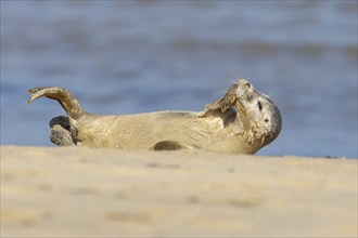 Common seal (Phoca vitulina) adult animal resting on a beach, Norfolk, England, United Kingdom,