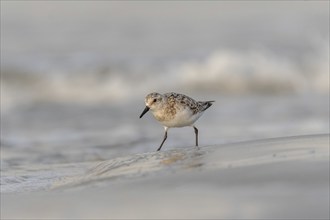 Sanderling (Calidris alba) feeding on a beach. Camaret sur mer, Crozon, Finistere, Brittany,