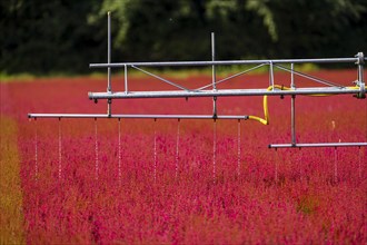 Automatic irrigation on an outdoor area of a horticultural business, autumn plants, heather plants,