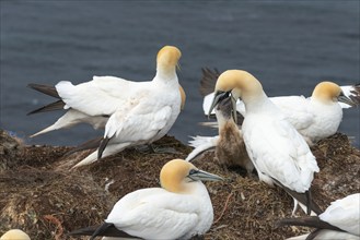 Breeding gannets (Morus bassanus) colony on the red sandstone cliffs of the offshore island of