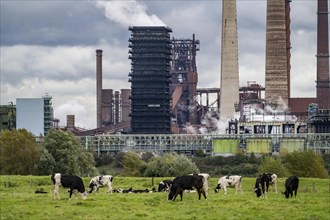 Thyssenkrupp Steel steelworks in Duisburg-Marxloh, Schwelgern coking plant, cows on a pasture in