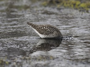 Wood Sandpiper (Tringa glareola), searching for food in a stream, June, Finnmark, Norway, Europe