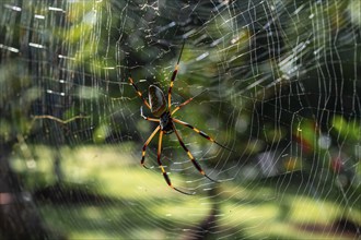 Golden silk spider (Trichonephila clavipes) spider web, Tortuguero National Park, Costa Rica,