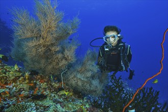 Diver Diver looking at Black coral (Myriopathes myriophylla) Dried coral, Horn coral, Pacific