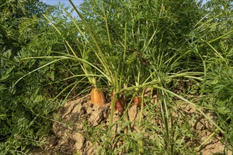 Agriculture, carrots growing in a field