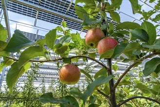 Agri-photovoltaic test plant, an apple tree plantation with two different systems of PV modules was