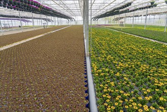 Horticultural business, greenhouse, flower pots with Kapmargerites, Osteospermum, grow up,