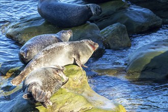 Harbor seals, phoca vitulina vitulina. Group of seals resting on rocks by the sea. One seal was