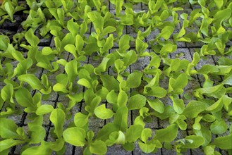 Lettuce plants, in press pots, they are planted in a field with a planting machine, agriculture,