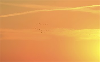 Evening sky at the Baltic Sea near Peenemünde, cranes, September, Mecklenburg-Western Pomerania,