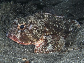 A Black scorpionfish (Scorpaena porcus) lies on lava sand at night. Dive site Playa, Los