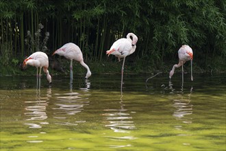 Flamingos (Phoenicopteridae) standing in a pond, reflection, Captive, North Rhine-Westphalia,