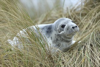 Grey seal (Halichoerus grypus) pup after weaning, lying in the dune grass, offshore island of