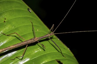 Stick insect (Phasmatodea) sitting on a leaf, at night in the tropical rainforest, Refugio Nacional