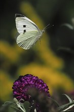 A Cabbage butterfly (Pieris brassicae) hovering over a purple flower in a natural environment,