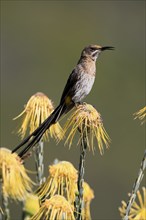 Cape Honeybird (Promerops cafer), adult, male, singing, on flower, Protea, Kirstenbosch Botanical